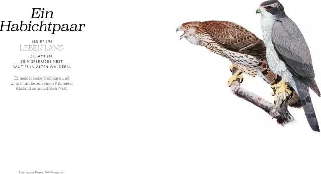 Produktbild Vögel in der Kunst (Deutsch, Kendra Wilson, 2020)