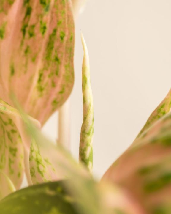 Produktbild feey Aglaonema Cocomelon (60 cm, Frisch umgetopft)