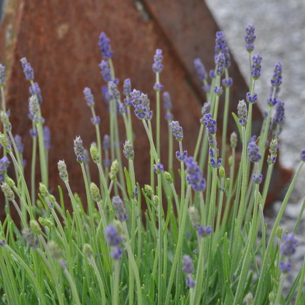 Image du produit Säntispracht Lot de 2, Le parfum méditerranéen de la lavande - Lavandula Blau (40 cm)