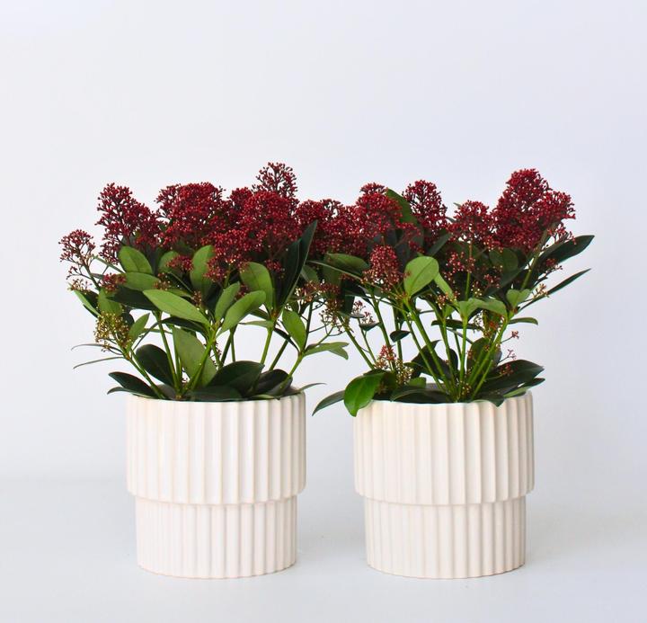 Produktbild Plant in a Box Skimmia japonica 'Rubella' - (35 cm)
