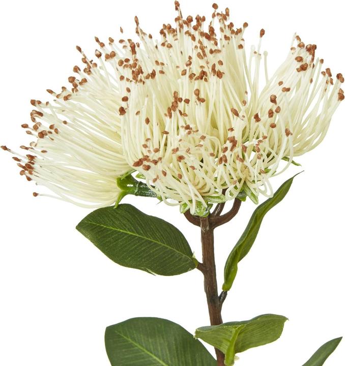 Actual product image Hill Interiors Protea Nitida Stem Artificial Plant (45 cm)
