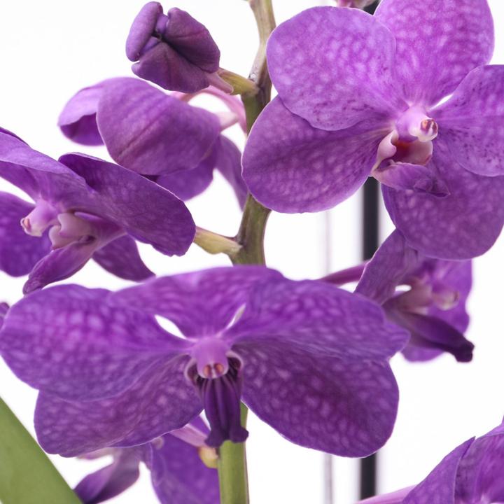 Produktbild Plant in a Box Vanda 'Blue' - Orchidee (50 cm)