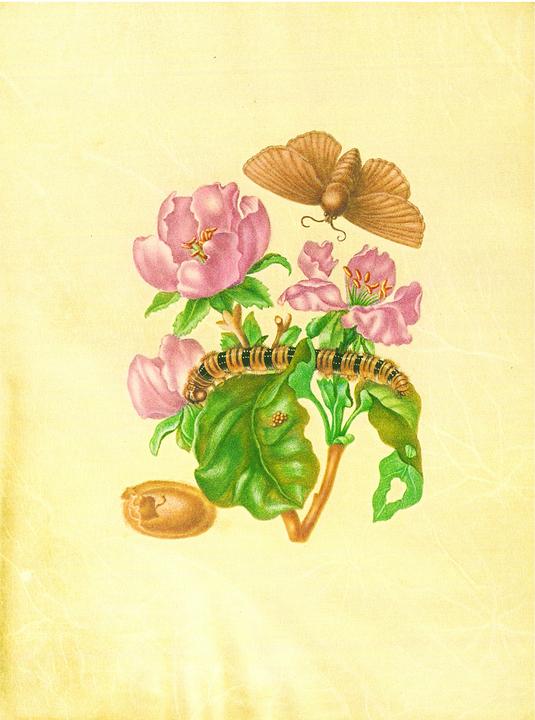Produktbild Maria Sibylla Merian - St. Petersburger Aquarelle (Jubilumsausgabe) (Deutsch, Merian, MariaSibylla, 2025)