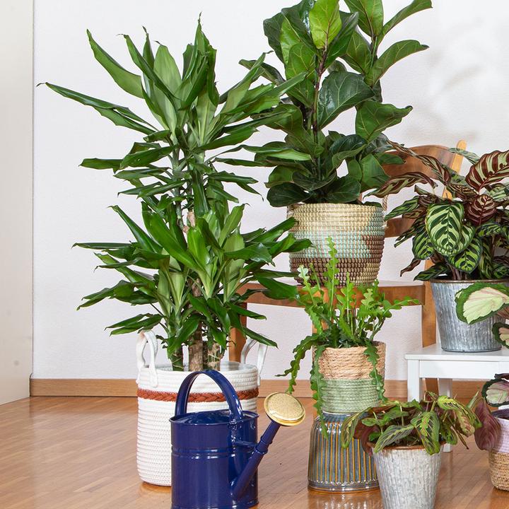 Actual product image VEG and the City Lafia (Dragon Tree - Dracaena steudneri) (105 cm)