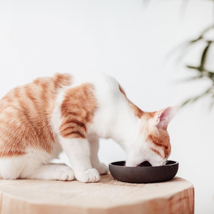 Actual product image District 70 Bamboo Cat Bowl (0.18 l)