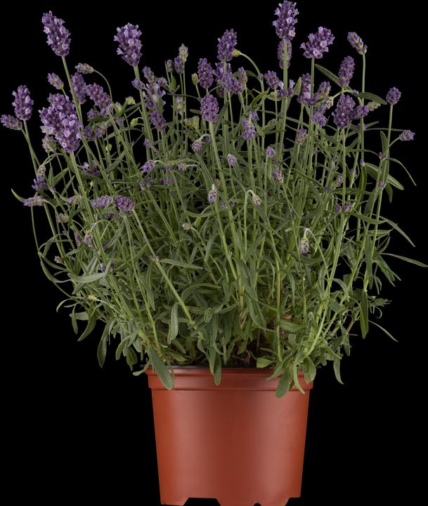 Lavanda Hidcote