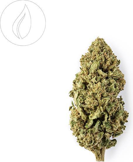 Actual product image Green Passion Maui Wowy Popcorn (10 g, Indoor)