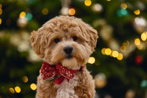 Immagine prodotto Beeztees Peluche natalizio rosso (Maglione per cani)