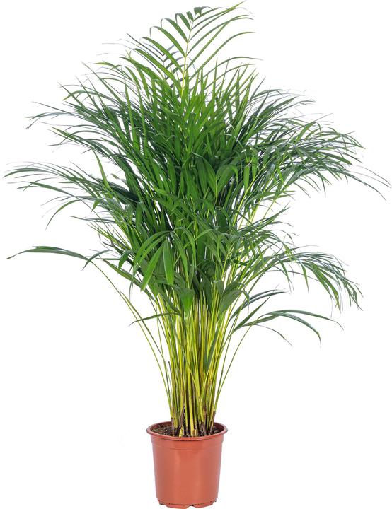 Actual product image Flowerbox Golden fruit palm - height ca. 100 cm, pot-Ø 21 cm - Areca Dypsis Lutescens (100 cm)