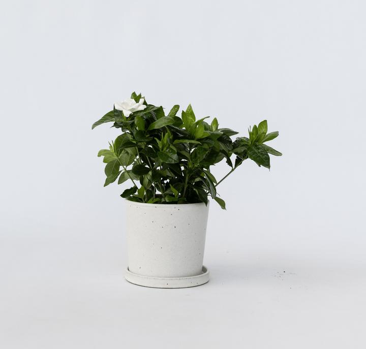 Actual product image Plant in a Box Gardenia Jasminoides - Gardenias (30 cm)