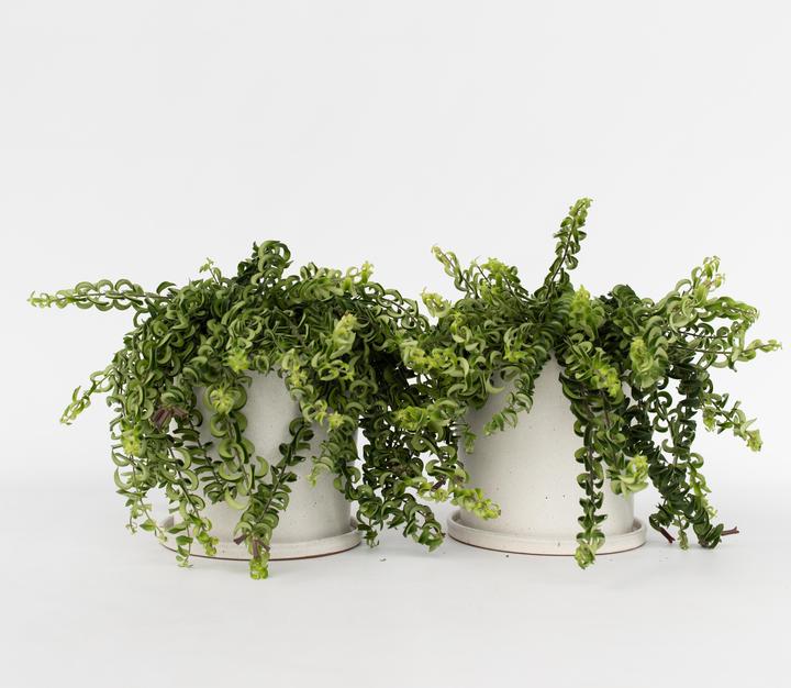 Produktbild Plant in a Box Aeschynantus Twister - 2er Set Twister Pflanze (20 cm)
