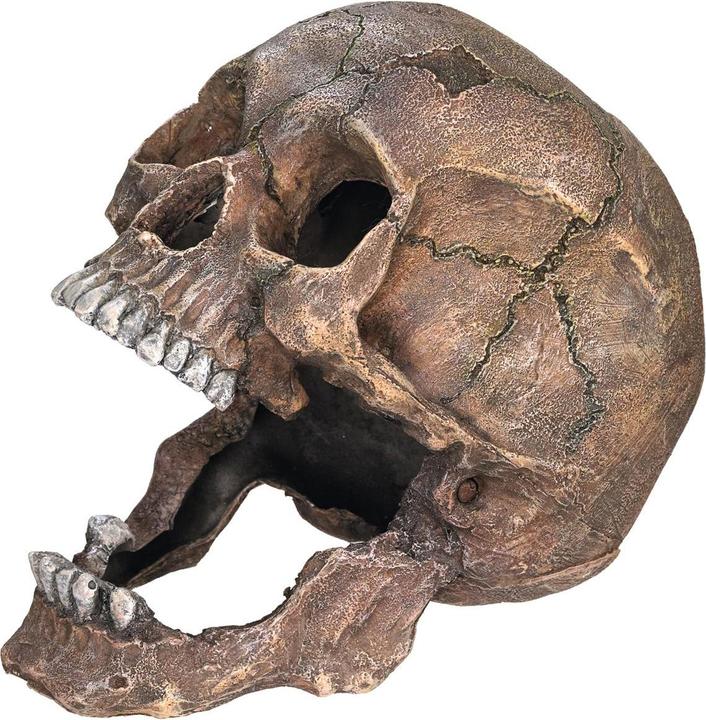 Image du produit Nobby Aqua Ornaments Tête de mort (Décoration, autres éléments)