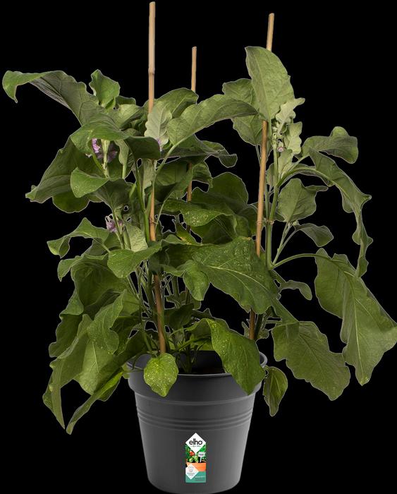 Produktbild Elho Green Basics (21 cm)