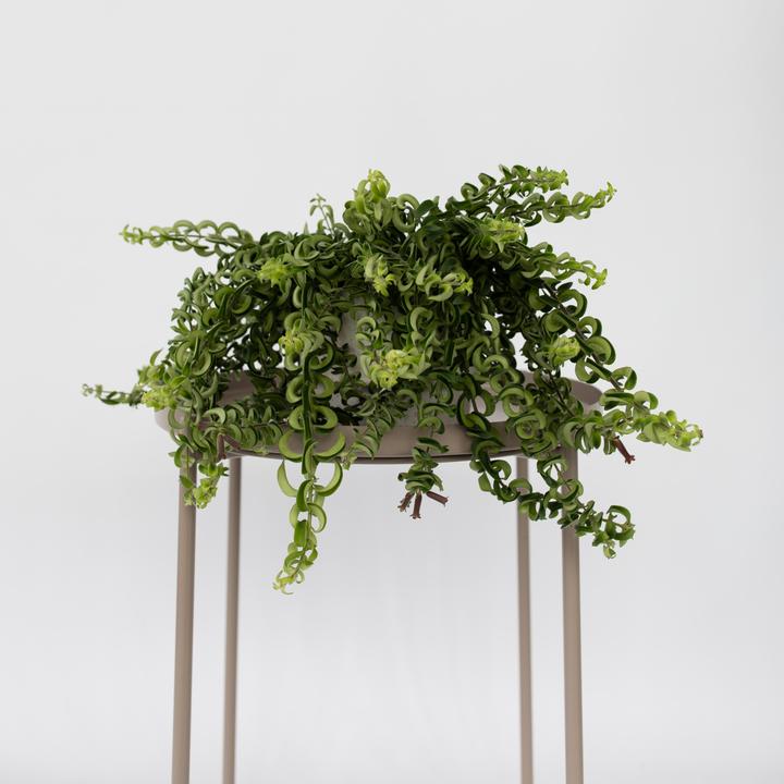Produktbild Plant in a Box Aeschynantus Twister - 2er Set Twister Pflanze (20 cm)