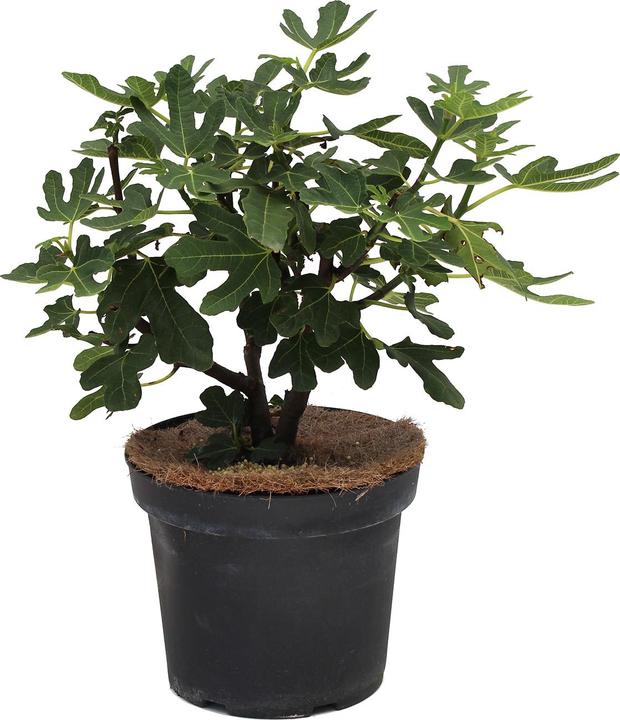 Produktbild Zulauf Feigenbaum / Ficus carica Rouge Bordeaux (60 cm)