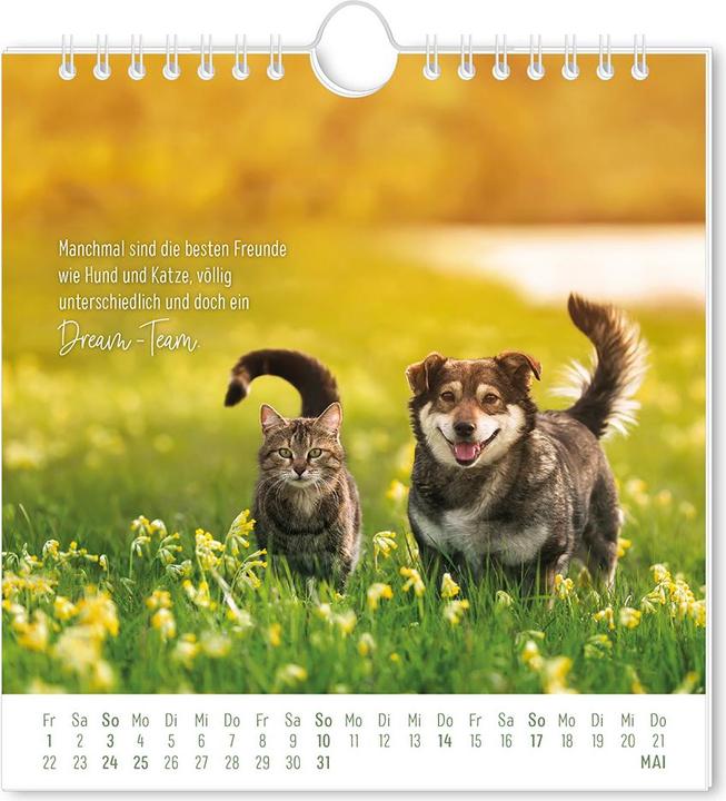 Actual product image Postkartenkalender 2026 Auf leisen Pfot (16 x 17 cm, German)