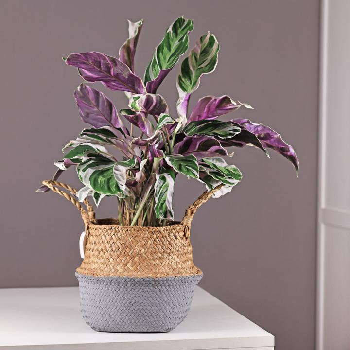 Image du produit Plant in a Box Calathea Lietzei "White Fusion" - Set de 2 maranthes en osier (30 cm)
