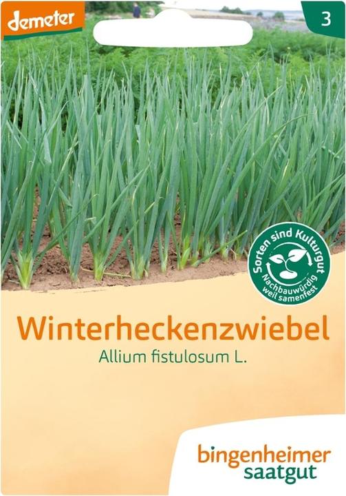 Produktbild Bingenheimer Saatgut Winterheckenzwiebel (Keimlinge)