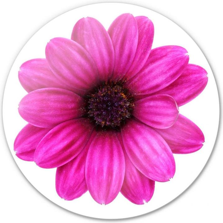 Produktbild Trenddeko Gerbera pink - rund (Ø 30 cm)