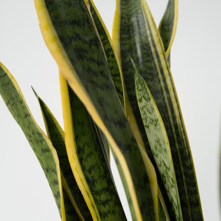 Immagine prodotto Plant in a Box Sansevieria trifasciata Laurentii - canapa a fiocco (65 cm)