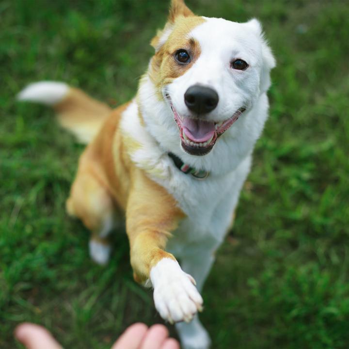 Immagine prodotto Relaxdays Agilità del buttafuori per cani (Taglia unica, Destrezza)
