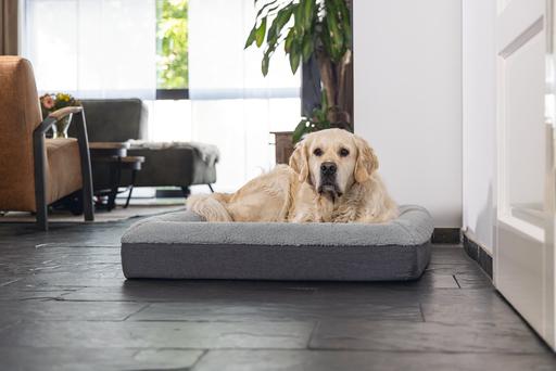Actual product image Beeztees Yura (Dog)