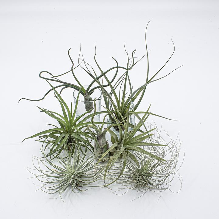 Actual product image Kakteen Gautschi Tillandsia Set 3 (15 cm)