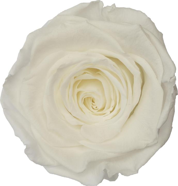 Produktbild Migros Ostschweiz Premium Stielrose (Stabilisierte Rose) (Infinity Blumen)