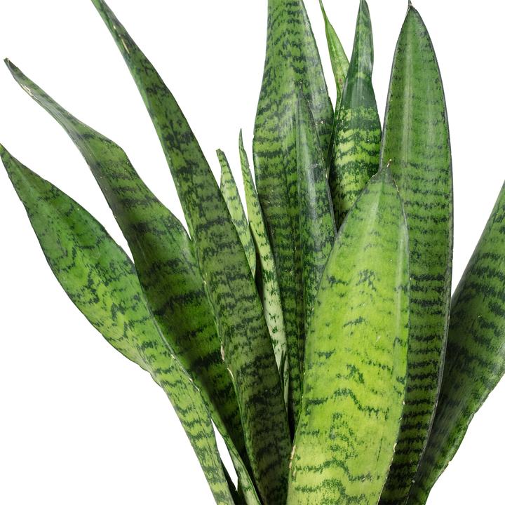 Actual product image Flowerbox Curved hemp - Sansevieria zeylanica (45 cm)
