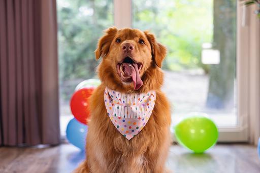 Image du produit Beeztees Bandana chien de fête (Bandana pour chien)