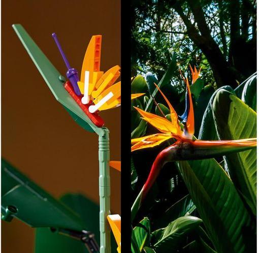 Produktbild LEGO Bird of Paradise (10289, LEGO Seltene Sets)