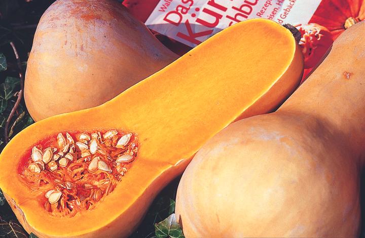 Immagine prodotto Zollinger Bio Zucca, noce di burro (Germogli)