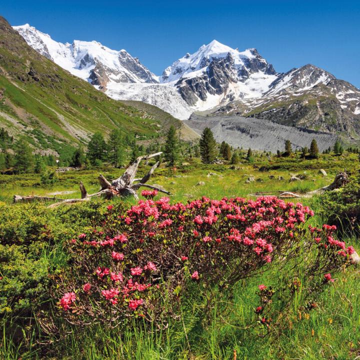 Image du produit Mini-Swiss 2026 (Couverture rigide, Français, Anglais, Allemand, Italien)