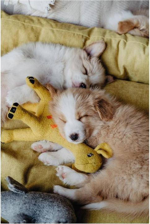 Actual product image Hunter Dog toy Eiby Giraffe (Plush toy dog)