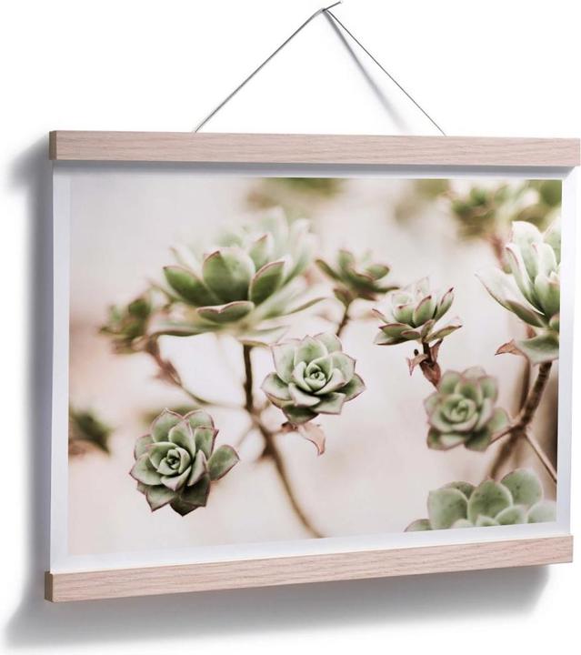 Immagine prodotto Trenddeko Piccole piante grasse (50 x 40 cm)