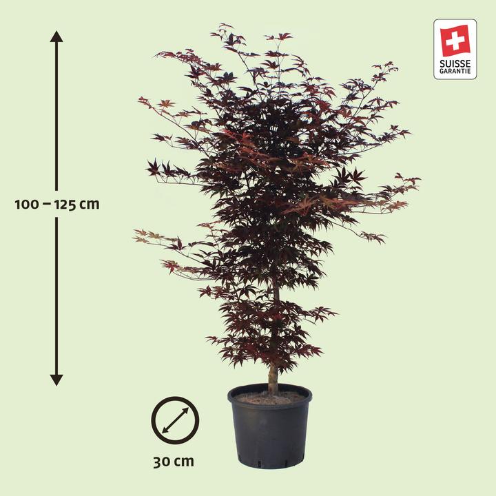 Image du produit Zulauf Japanischer Fächer-Ahorn / Acer palmatum 'Bloodgood' (125 cm)