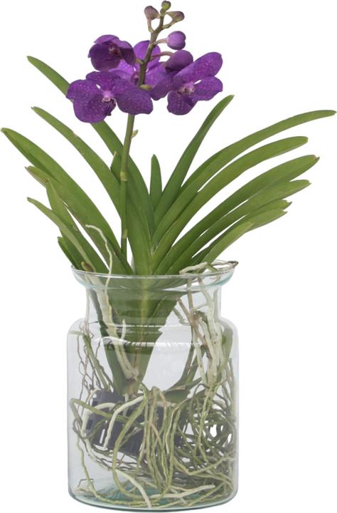 Produktbild Plant in a Box Vanda 'Blue' - Orchidee (45 cm)