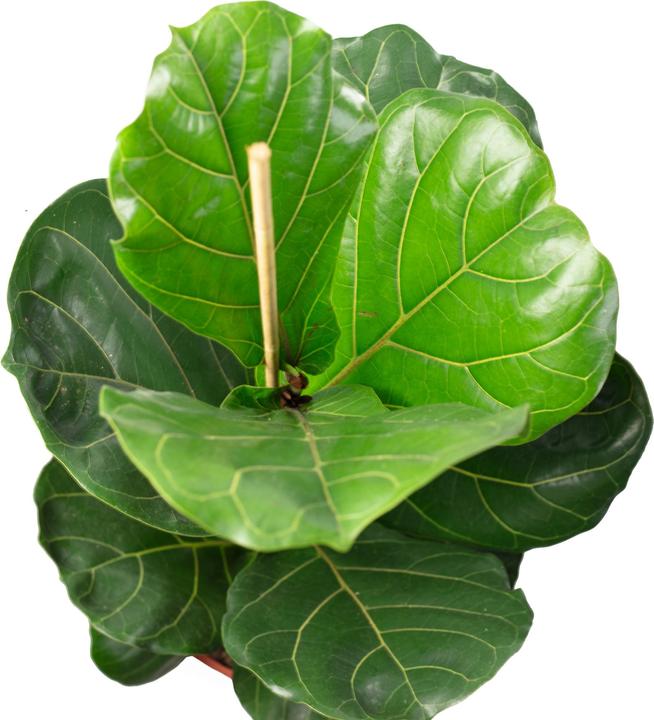 Produktbild Flowerbox Geigenfeige - Ficus Lyrata (100 cm)