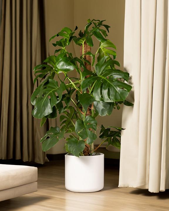 Immagine prodotto feey Monstera XL (125 cm, Appena rinvasata)