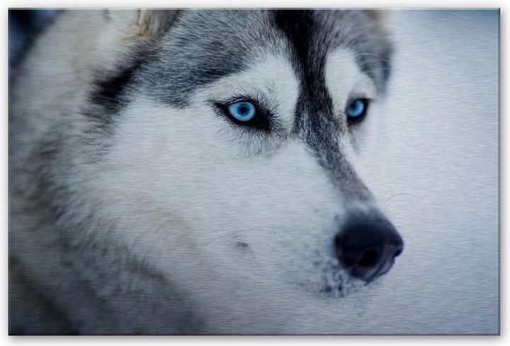 Actual product image Trenddeko Ice blue eyes (120 x 75 cm)