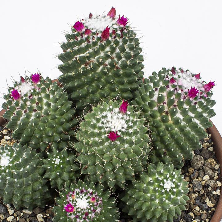 Actual product image Kakteen Gautschi Mammillaria toluca Group (20 cm)