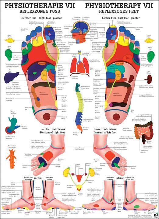 Actual product image Rüdiger Anatomical Teaching Board Reflexology Foot (50 x 70 cm)