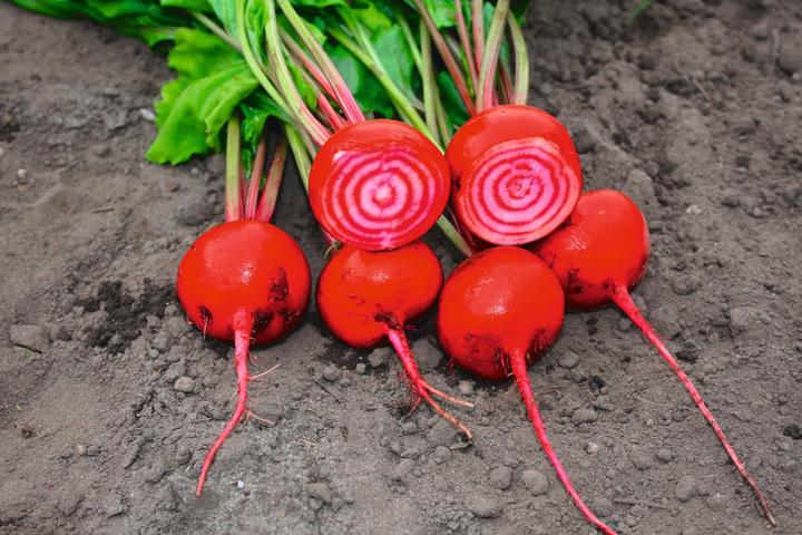 Produktbild Living Seeds Randen / rote Beete, Chioggia (Gemüsesamen)