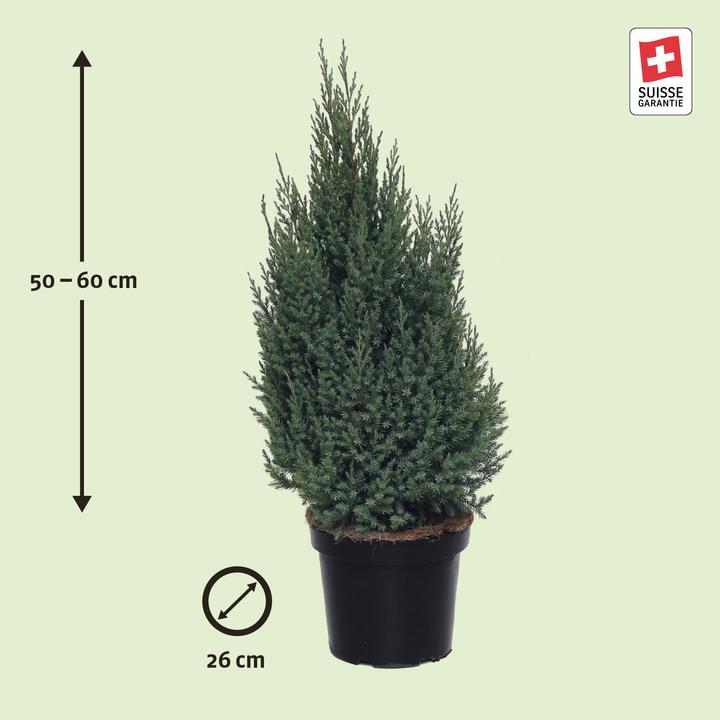 Produktbild Zulauf Chinesischer Wacholder / Juniperus chi. 'Stricta' (60 cm)