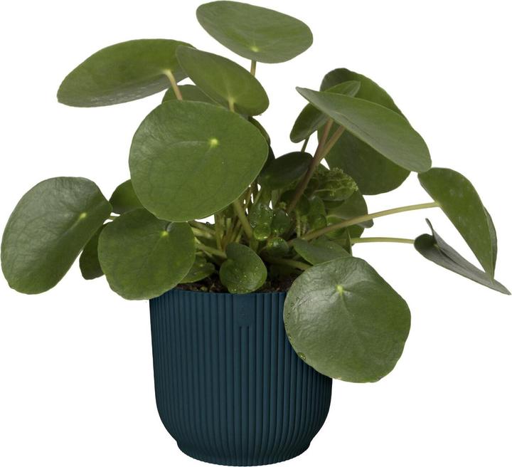 Produktbild Elho Vibes (25 cm)