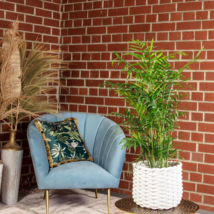 Produktbild Flowerbox Bergpalme - Chamaedorea elegans (70 cm)