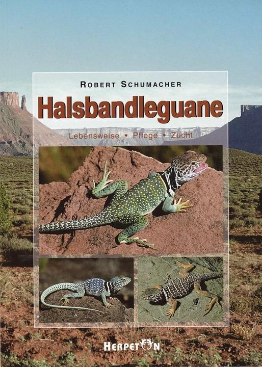 Actual product image Collared Iguana