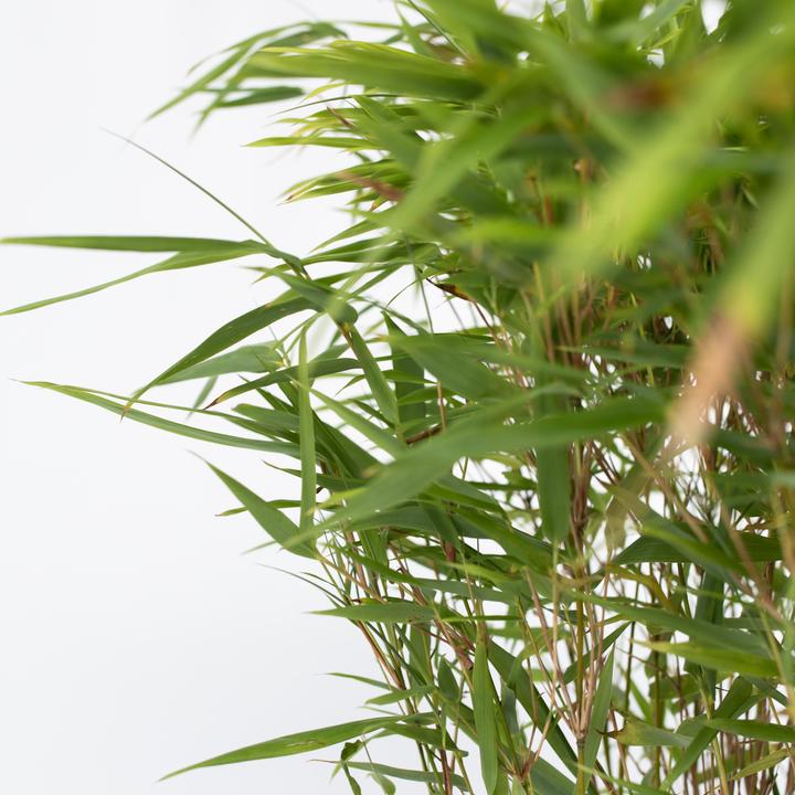 Actual product image Plant in a Box Fargesia nitida 'Gansu' - Gansu bamboo (50 cm)