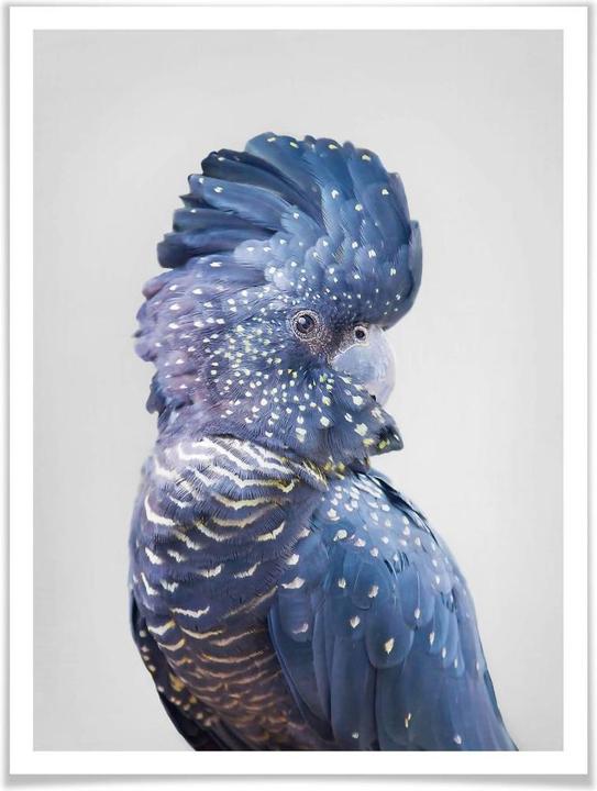 Actual product image Trenddeko Blue Cockatoo (24 x 30 cm)