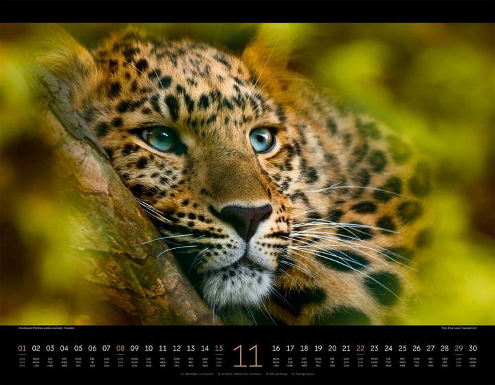 Produktbild Königreich der Katzen Kalender 2026 (54 x 42 cm, Englisch, Französisch, Deutsch)